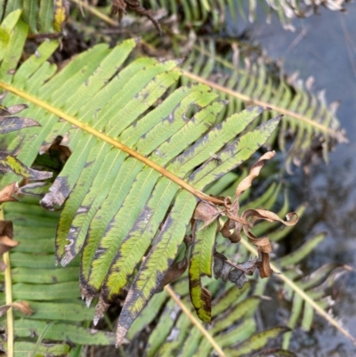 Blechnum nudum (Fishbone Water Fern) at Rossi, NSW - 30 Sep 2020 by SthTallagandaSurvey