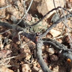 Maratus calcitrans at Stromlo, ACT - 29 Sep 2020