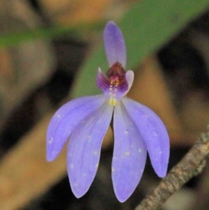 Cyanicula caerulea at O'Connor, ACT - suppressed