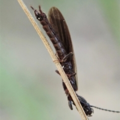 Embioptera sp. (order) at Denman Prospect, ACT - 29 Sep 2020