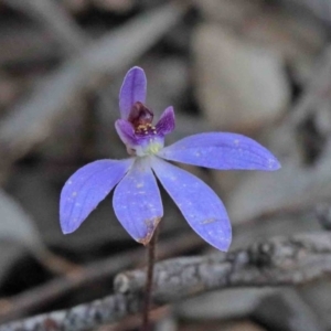 Cyanicula caerulea at O'Connor, ACT - suppressed