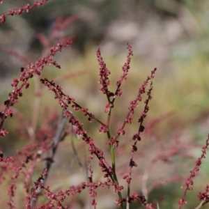 Rumex acetosella at Belconnen, ACT - 28 Sep 2020