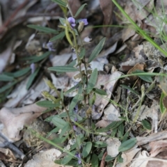 Hovea heterophylla at Belconnen, ACT - 28 Sep 2020 12:05 PM