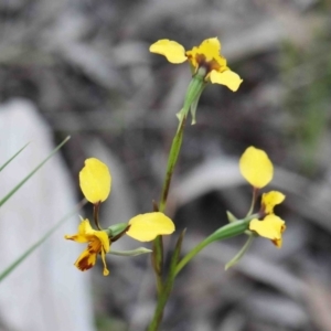 Diuris nigromontana at O'Connor, ACT - suppressed