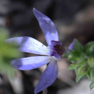 Cyanicula caerulea at O'Connor, ACT - suppressed