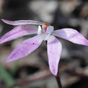 Caladenia fuscata at O'Connor, ACT - suppressed