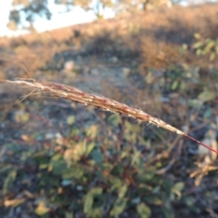 Bothriochloa macra (Red Grass, Red-leg Grass) at Melrose - 30 May 2020 by michaelb