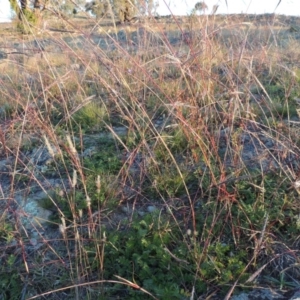 Bothriochloa macra at Chisholm, ACT - 30 May 2020