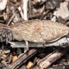 Goniaea sp. (genus) (A gumleaf grasshopper) at Mount Rogers - 29 Sep 2020 by Roger