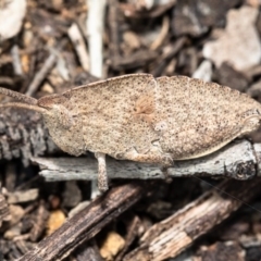 Goniaea sp. (genus) (A gumleaf grasshopper) at Fraser, ACT - 29 Sep 2020 by Roger