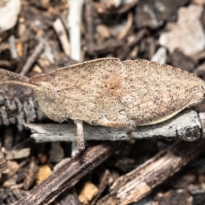 Goniaea sp. (genus) at Fraser, ACT - 30 Sep 2020