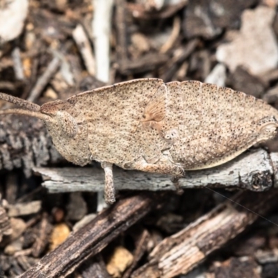 Goniaea sp. (genus) (A gumleaf grasshopper) at Mount Rogers - 30 Sep 2020 by Roger