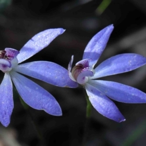 Cyanicula caerulea at O'Connor, ACT - 29 Sep 2020