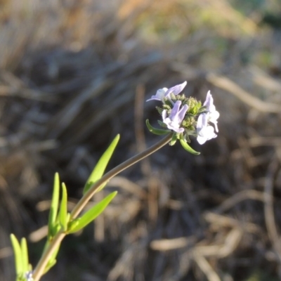 Linaria arvensis (Corn Toadflax) at Chisholm, ACT - 30 May 2020 by MichaelBedingfield