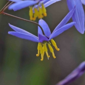 Stypandra glauca at O'Connor, ACT - 29 Sep 2020