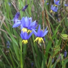 Stypandra glauca (Nodding Blue Lily) at Bruce Ridge to Gossan Hill - 29 Sep 2020 by goyenjudy