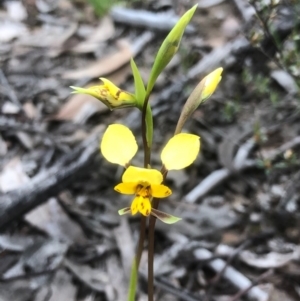 Diuris nigromontana at Bruce, ACT - 29 Sep 2020