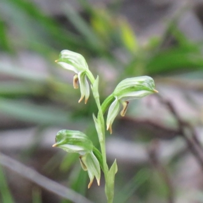 Bunochilus montanus (ACT) = Pterostylis jonesii (NSW) (Montane Leafy Greenhood) at Paddys River, ACT - 30 Sep 2020 by SandraH