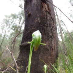 Pterostylis nutans (Nodding Greenhood) at Paddys River, ACT - 29 Sep 2020 by SandraH