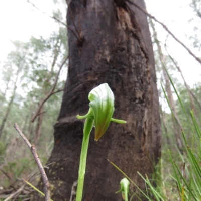 Pterostylis nutans (Nodding Greenhood) at Paddys River, ACT - 29 Sep 2020 by SandraH
