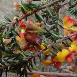 Melobasis propinqua at Theodore, ACT - 30 Sep 2020