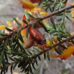 Melobasis propinqua at Theodore, ACT - 30 Sep 2020