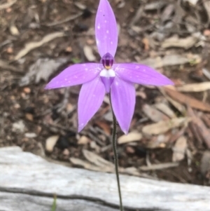 Glossodia major at Bruce, ACT - suppressed