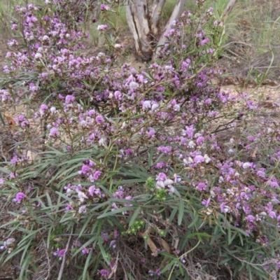 Glycine clandestina (Twining Glycine) at Tuggeranong Hill - 30 Sep 2020 by Owen