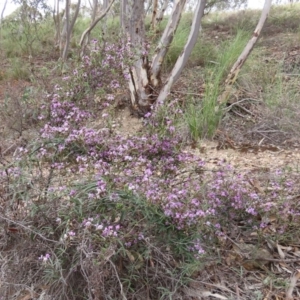 Glycine clandestina at Theodore, ACT - 30 Sep 2020