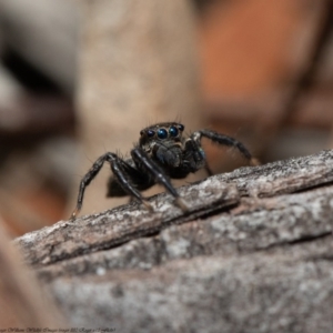 Jotus auripes at Fraser, ACT - 30 Sep 2020