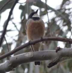 Pachycephala rufiventris (Rufous Whistler) at Black Range, NSW - 30 Sep 2020 by MatthewHiggins