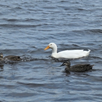 Anas platyrhynchos (Mallard (Domestic Type)) at Amaroo, ACT - 30 Sep 2020 by TrishGungahlin