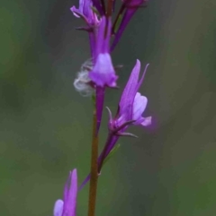 Linaria pelisseriana (Pelisser's Toadflax) at O'Connor, ACT - 29 Sep 2020 by ConBoekel