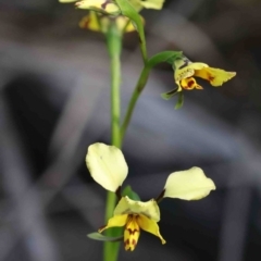 Diuris nigromontana (Black Mountain Leopard Orchid) at O'Connor, ACT - 29 Sep 2020 by ConBoekel
