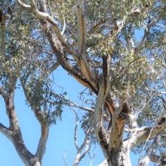 Callocephalon fimbriatum (Gang-gang Cockatoo) at GG38 - 28 Sep 2020 by JackyF