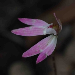 Caladenia fuscata at O'Connor, ACT - 29 Sep 2020