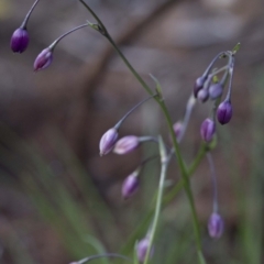 Arthropodium sp. (A Lily) at Paddys River, ACT - 30 Sep 2020 by JudithRoach