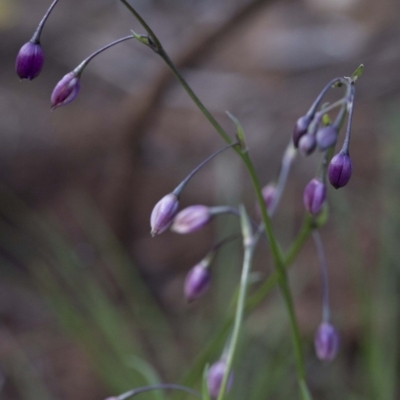 Arthropodium sp. (A Lily) at Paddys River, ACT - 29 Sep 2020 by JudithRoach