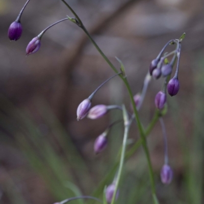 Arthropodium sp. (A Lily) at Paddys River, ACT - 30 Sep 2020 by JudithRoach