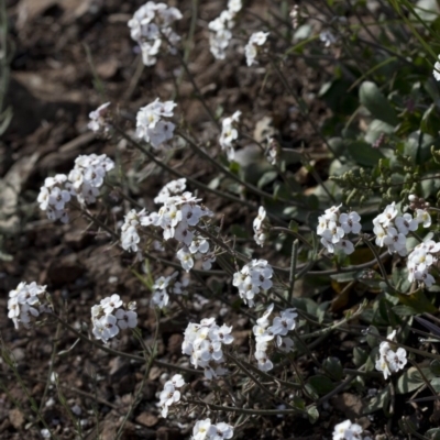 Drabastrum alpestre (Mountain Cress) at Paddys River, ACT - 30 Sep 2020 by JudithRoach