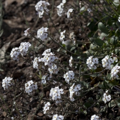 Drabastrum alpestre (Mountain Cress) at Paddys River, ACT - 29 Sep 2020 by JudithRoach