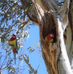 Platycercus eximius (Eastern Rosella) at GG229 - 28 Sep 2020 by JackyF