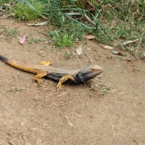 Pogona barbata at Chapman, ACT - suppressed