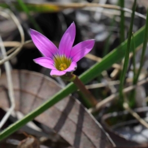 Romulea rosea var. australis at Acton, ACT - 29 Sep 2020