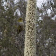 Zosterops lateralis (Silvereye) at Bullen Range - 29 Sep 2020 by Judith Roach