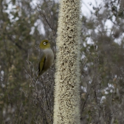 Zosterops lateralis (Silvereye) at Bullen Range - 29 Sep 2020 by Judith Roach