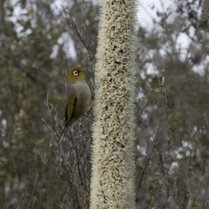 Xanthorrhoea glauca subsp. angustifolia at Paddys River, ACT - 30 Sep 2020