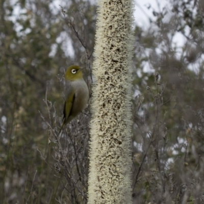 Xanthorrhoea glauca subsp. angustifolia (Grey Grass-tree) at Paddys River, ACT - 30 Sep 2020 by JudithRoach