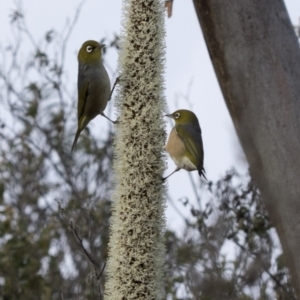 Xanthorrhoea glauca subsp. angustifolia at Paddys River, ACT - 30 Sep 2020