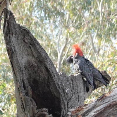 Callocephalon fimbriatum (Gang-gang Cockatoo) at Deakin, ACT - 29 Sep 2020 by JackyF